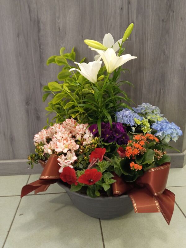 Composition en fleurs en pot