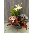 Composition en fleurs en pot