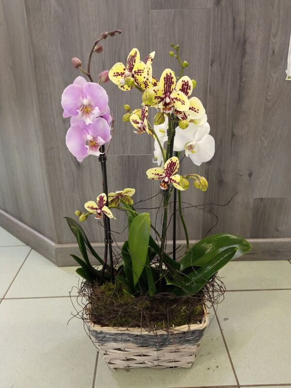 Composition d'orchid&eacute;es