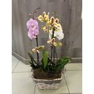 Composition d'orchid&eacute;es