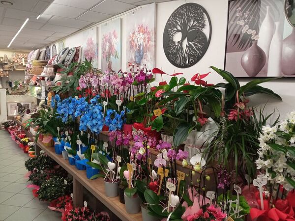 Une grande vari&eacute;t&eacute; de plantes d'int&eacute;rieur