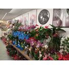 Une grande vari&eacute;t&eacute; de plantes d'int&eacute;rieur