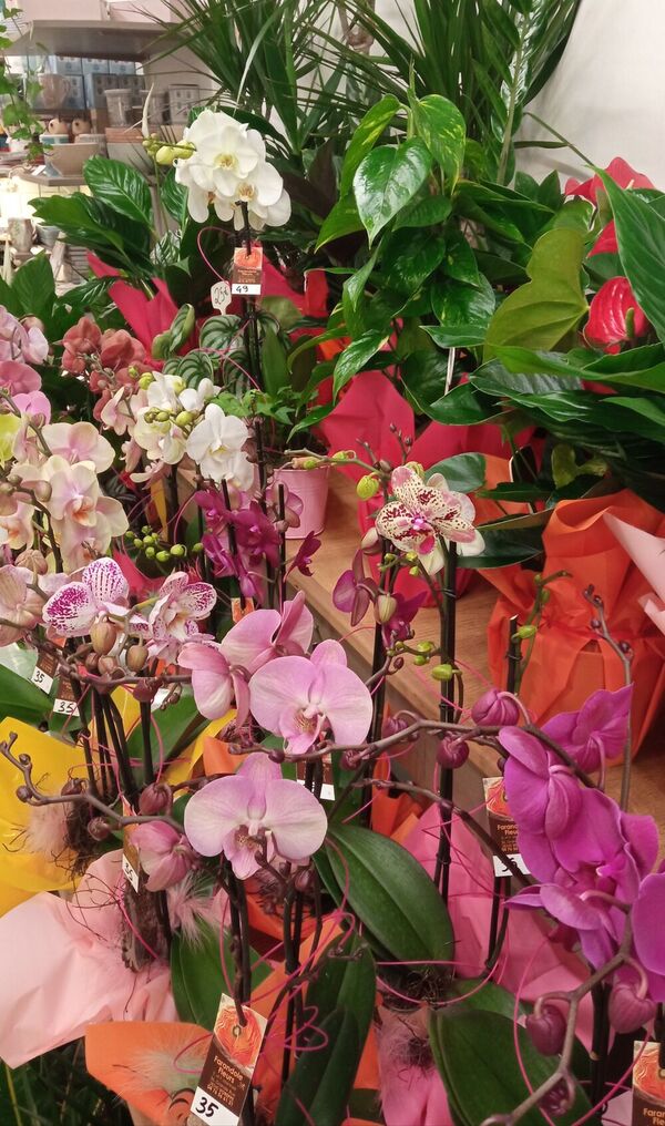 D&eacute;couvrez de nombreux types d'orchid&eacute;es color&eacute;es