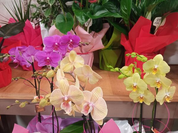 Diff&eacute;rentes vari&eacute;t&eacute;s d'orchid&eacute;es disponibles
