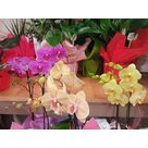 Diff&eacute;rentes vari&eacute;t&eacute;s d'orchid&eacute;es disponibles