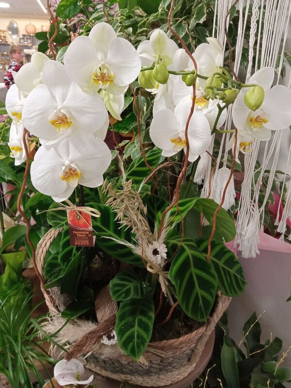 Plantes d'int&eacute;rieur