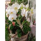 Plantes d'int&eacute;rieur