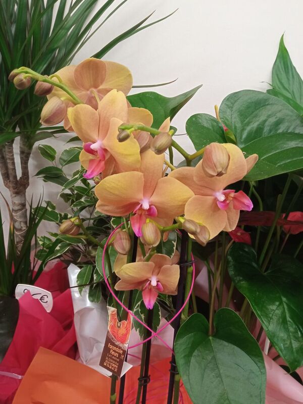 Orchid&eacute;es originales