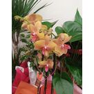 Orchid&eacute;es originales