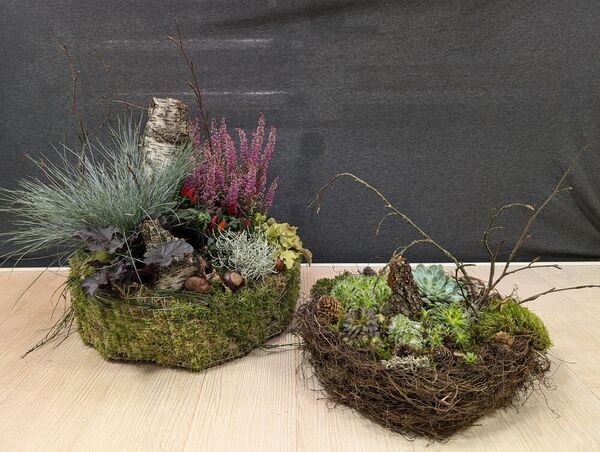 Compositions de plantes naturelles