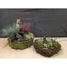 Compositions de plantes naturelles