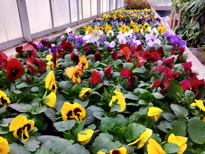 ARRIVAGE DE PENSEES PRODUCTION LOCALE