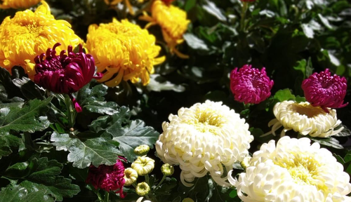 Vendredi 1er novembre : Toussaint