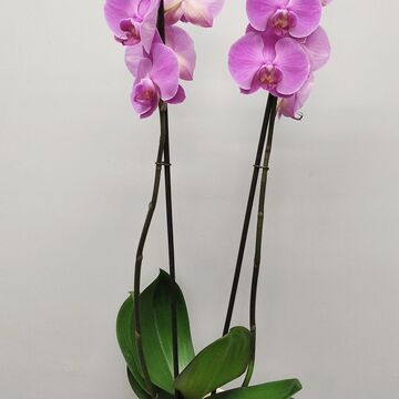 Orchidée Phalaenopsis 2 tiges